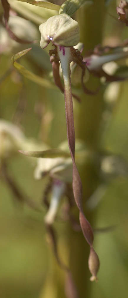 Image of Lizard orchid