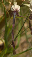 Image of Lizard orchid