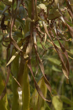 Himantoglossum hircinum (L.) Spreng. resmi