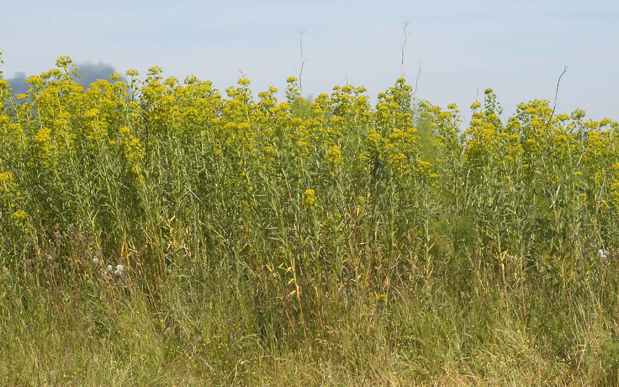 Image of Euphorbia esula × Euphorbia waldsteinii