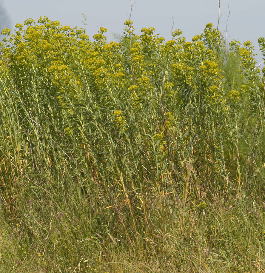 Image of Euphorbia esula × Euphorbia waldsteinii