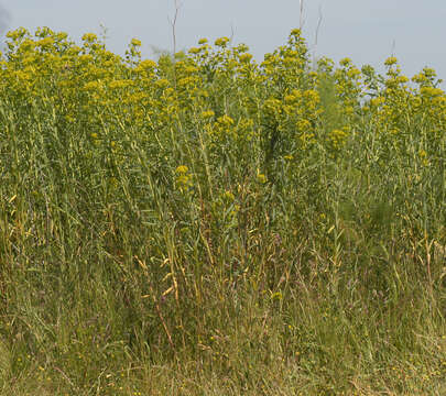 Image of Euphorbia esula × Euphorbia waldsteinii