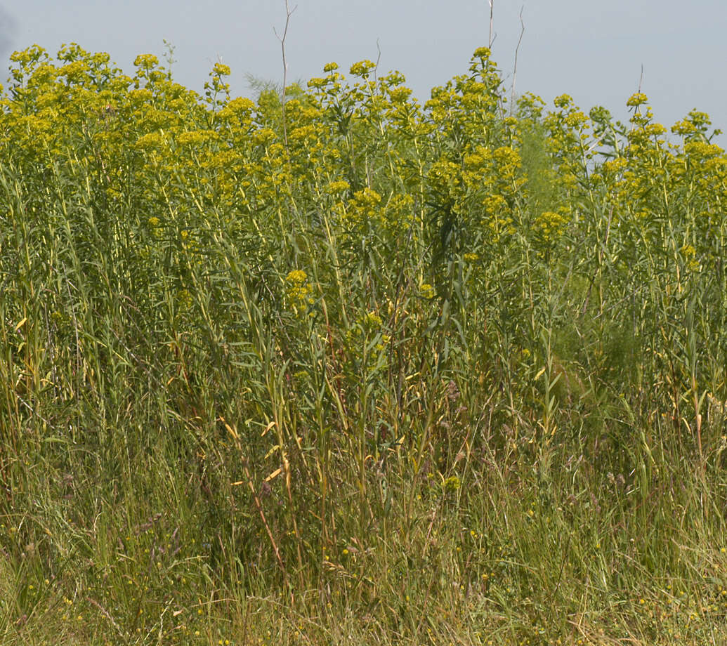 Image of Euphorbia esula × Euphorbia waldsteinii