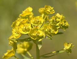 Image of Euphorbia esula × Euphorbia waldsteinii