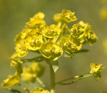 Image of Euphorbia esula × Euphorbia waldsteinii