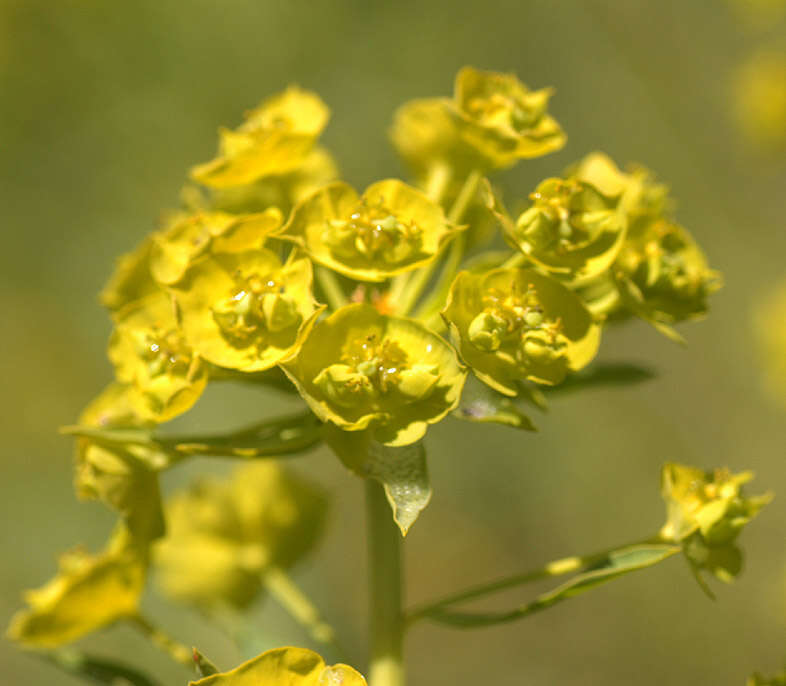 Image of Euphorbia esula × Euphorbia waldsteinii