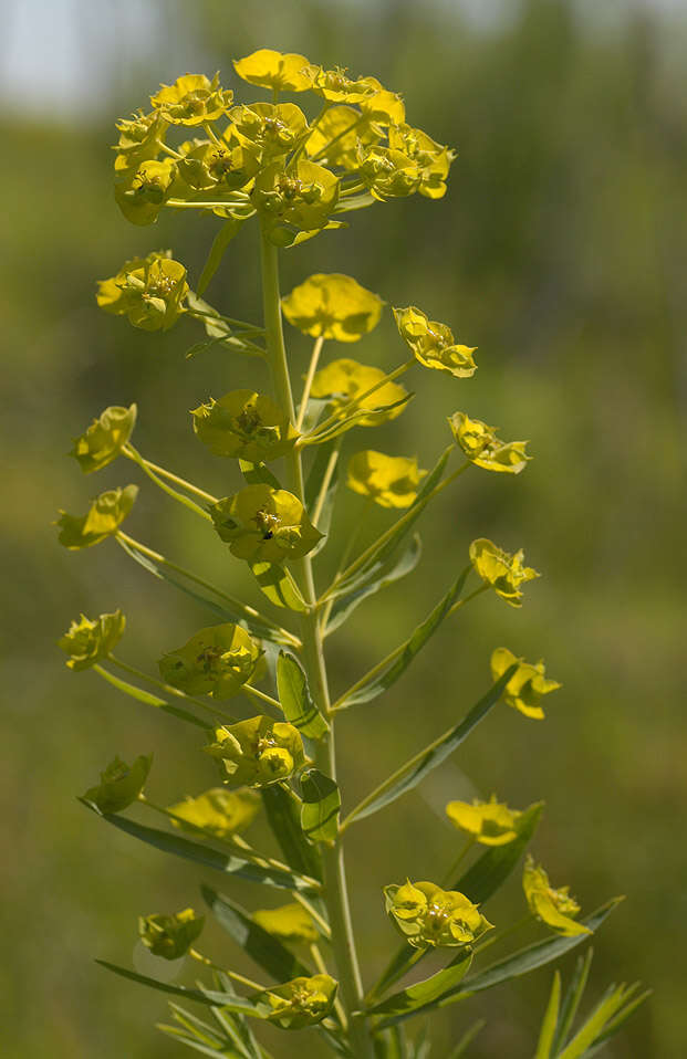 Image of Euphorbia esula × Euphorbia waldsteinii