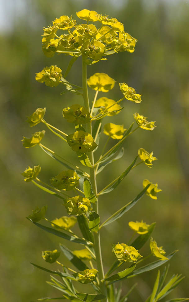 Image of Euphorbia esula × Euphorbia waldsteinii