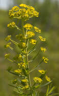 Image of Euphorbia esula × Euphorbia waldsteinii