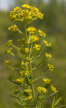 Image of Euphorbia esula × Euphorbia waldsteinii