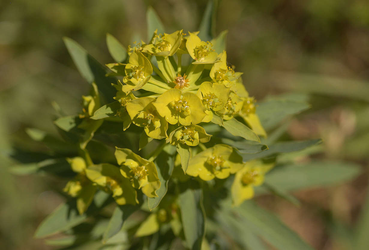 Image of Euphorbia esula × Euphorbia waldsteinii