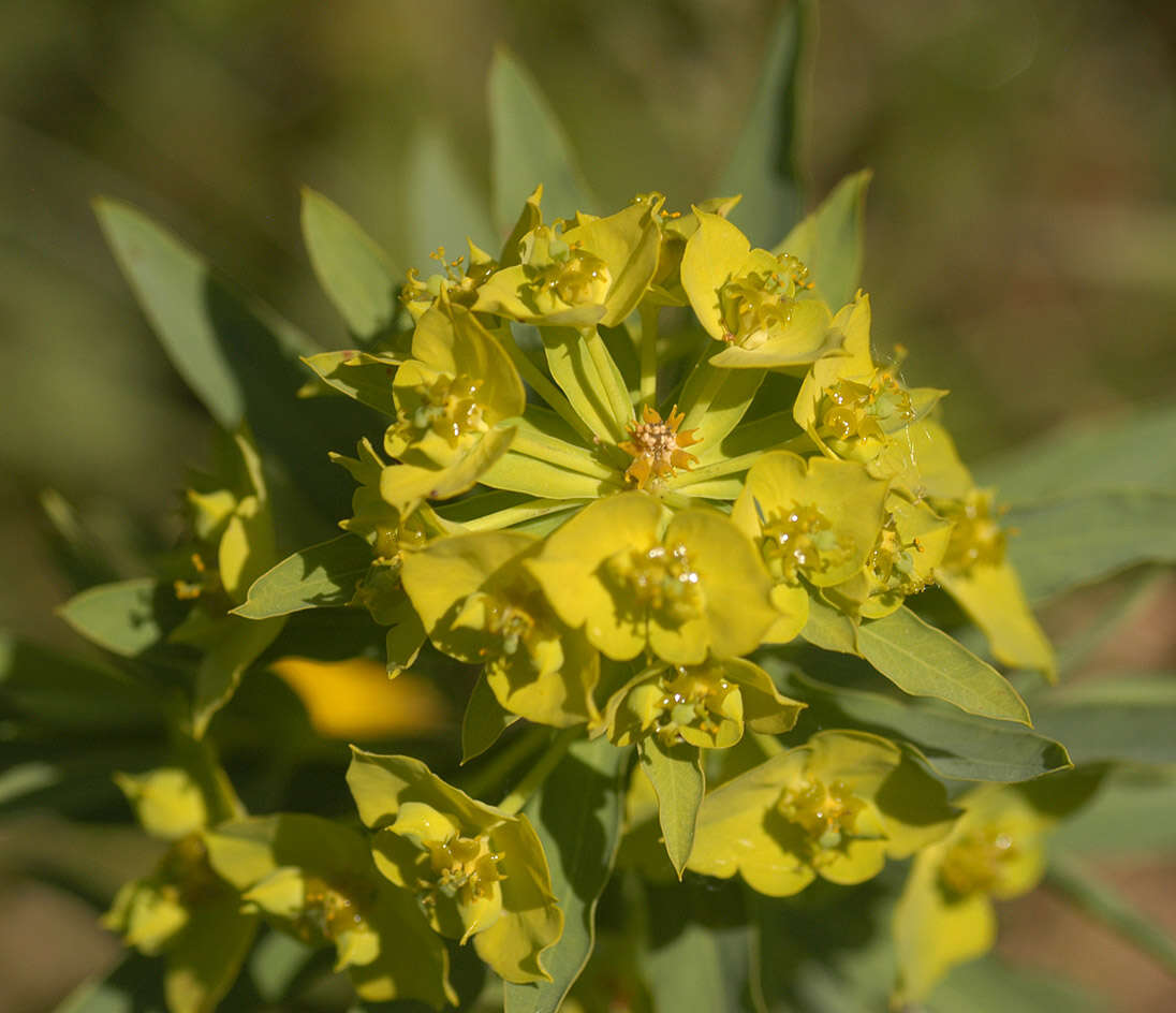 Image of Euphorbia esula × Euphorbia waldsteinii