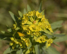 Image of Euphorbia esula × Euphorbia waldsteinii