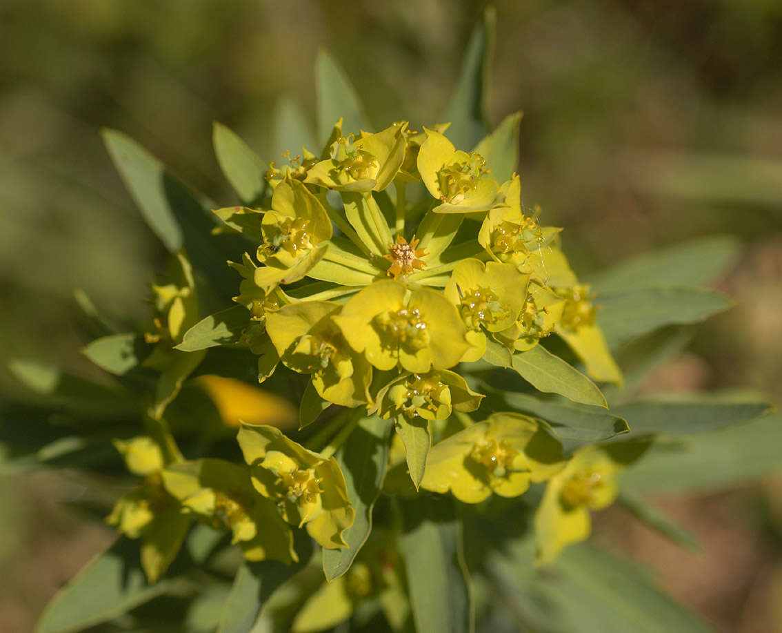 Image of Euphorbia esula × Euphorbia waldsteinii