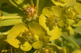 Image of Euphorbia esula × Euphorbia waldsteinii