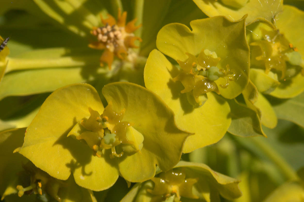 Image of Euphorbia esula × Euphorbia waldsteinii