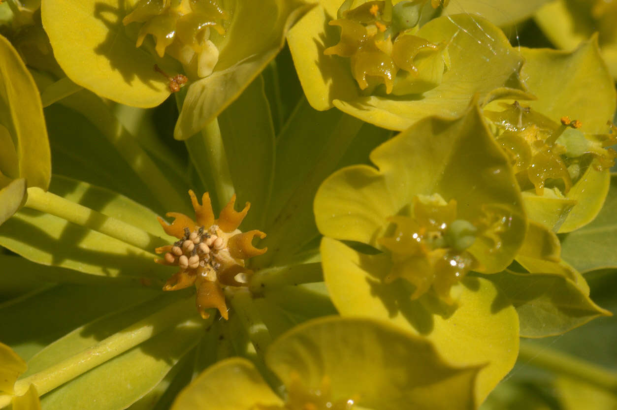 Image of Euphorbia esula × Euphorbia waldsteinii