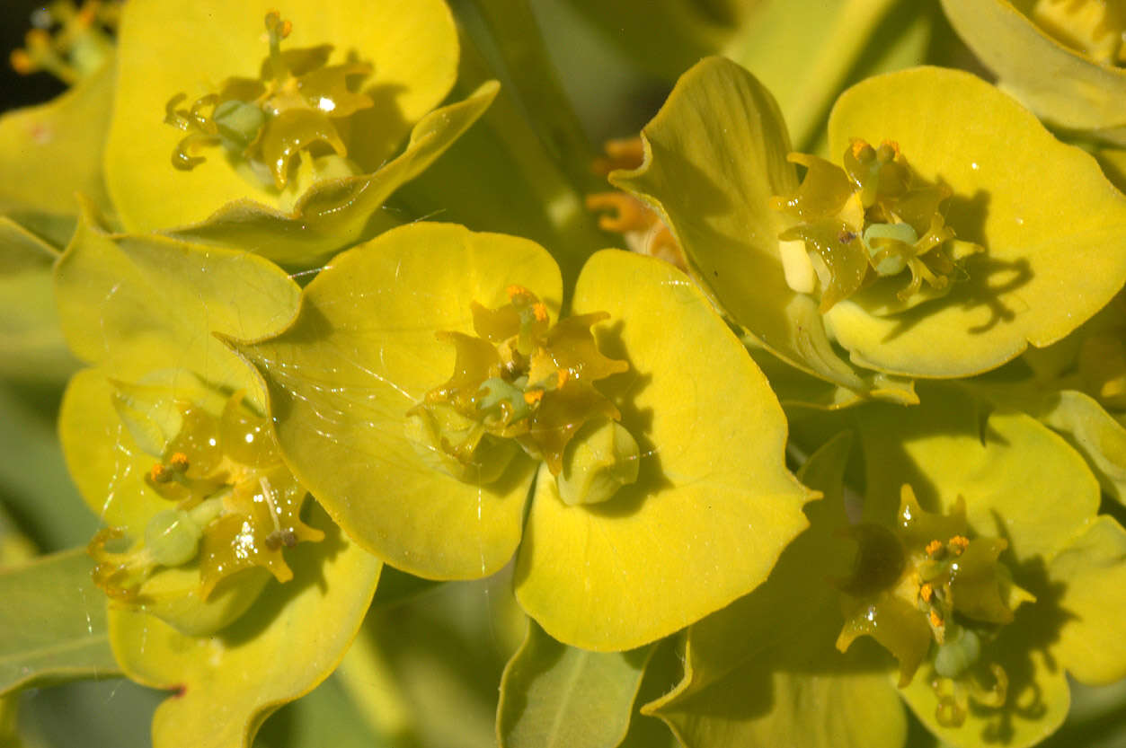 Image of Euphorbia esula × Euphorbia waldsteinii