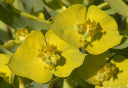 Image of Euphorbia esula × Euphorbia waldsteinii