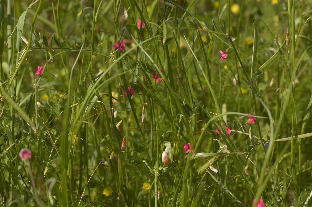 Image of Grass Vetchling