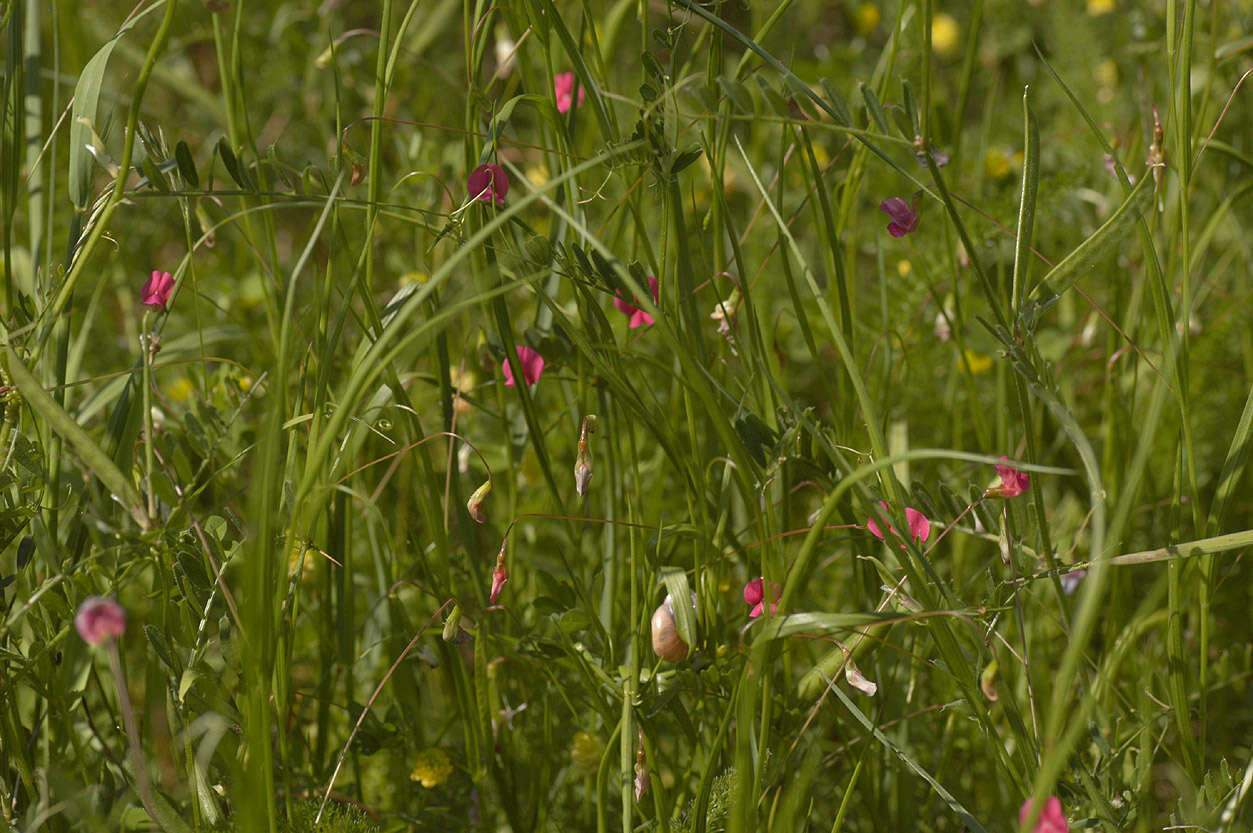 Image of Grass Vetchling