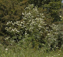 Image of poison hemlock