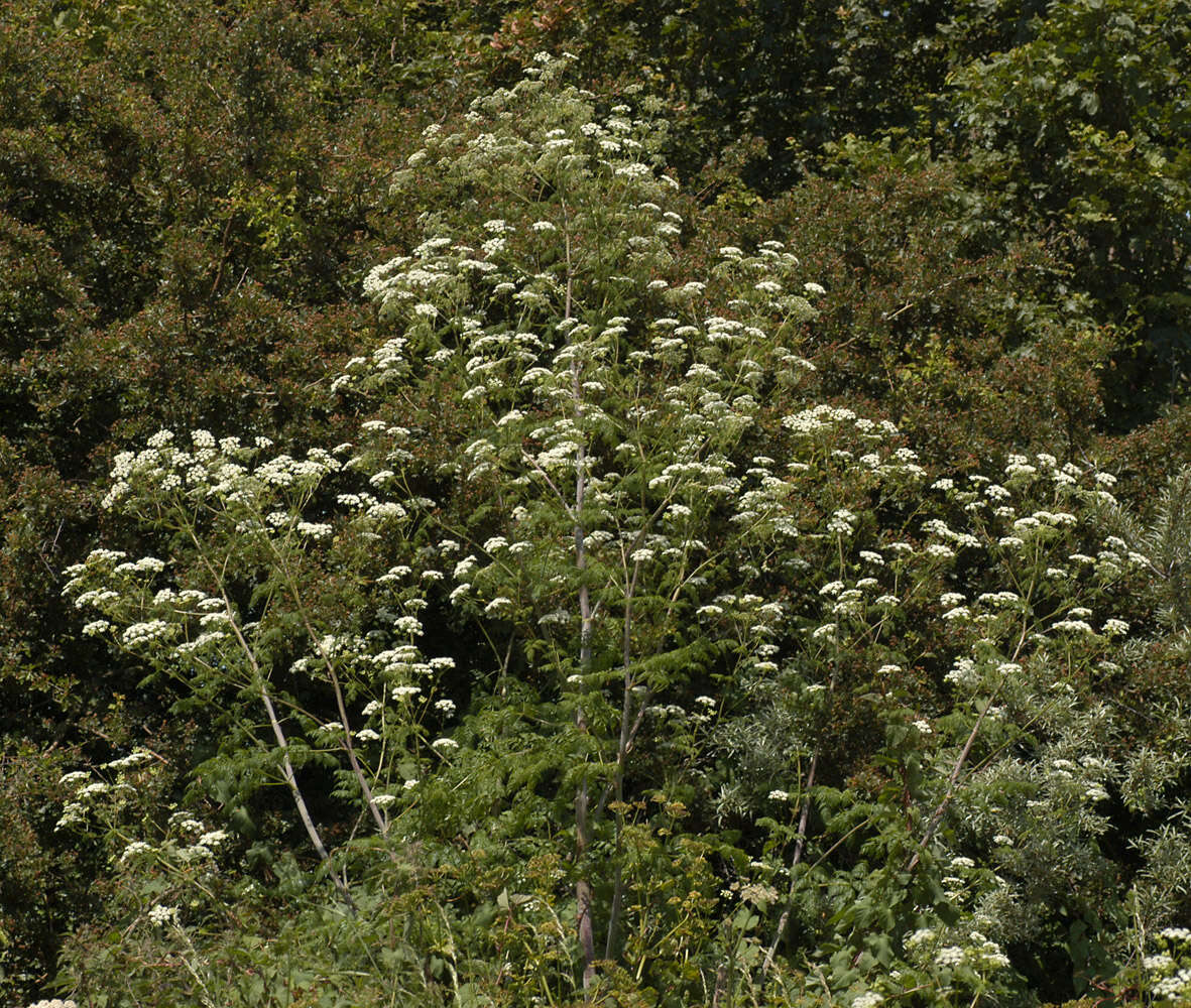 Image of poison hemlock