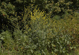 Image of black mustard