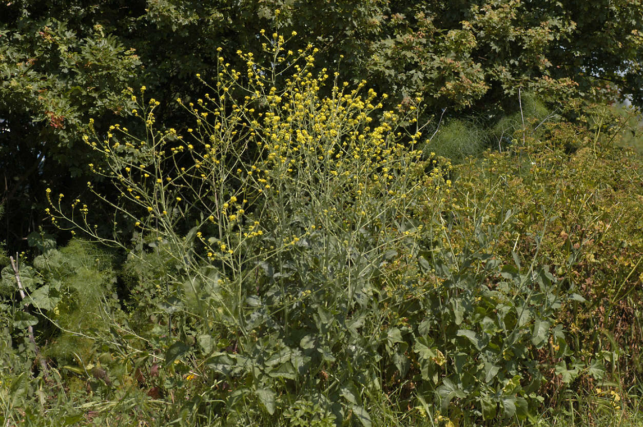 Image of black mustard