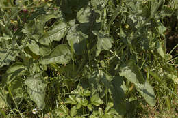 Image of black mustard