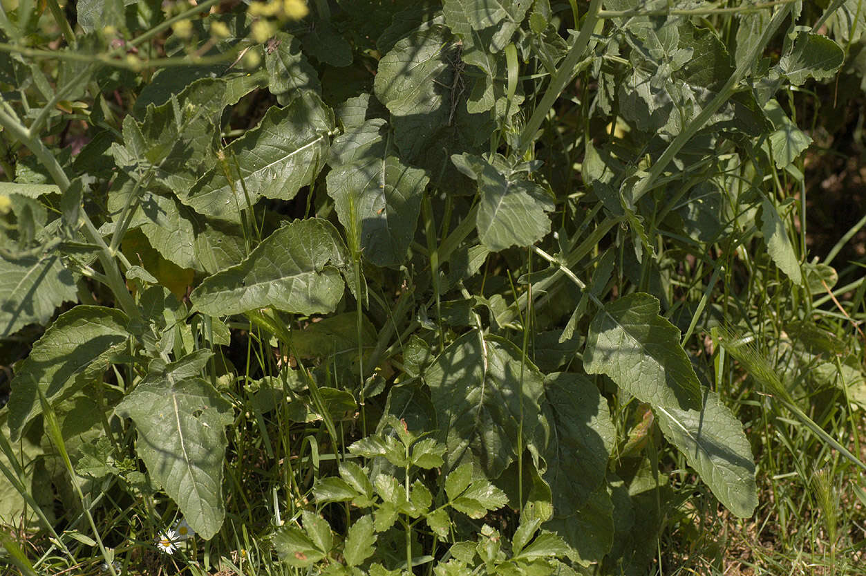 Image of black mustard