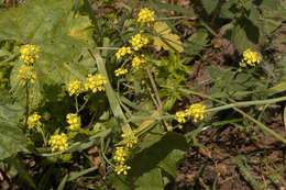 Image of black mustard