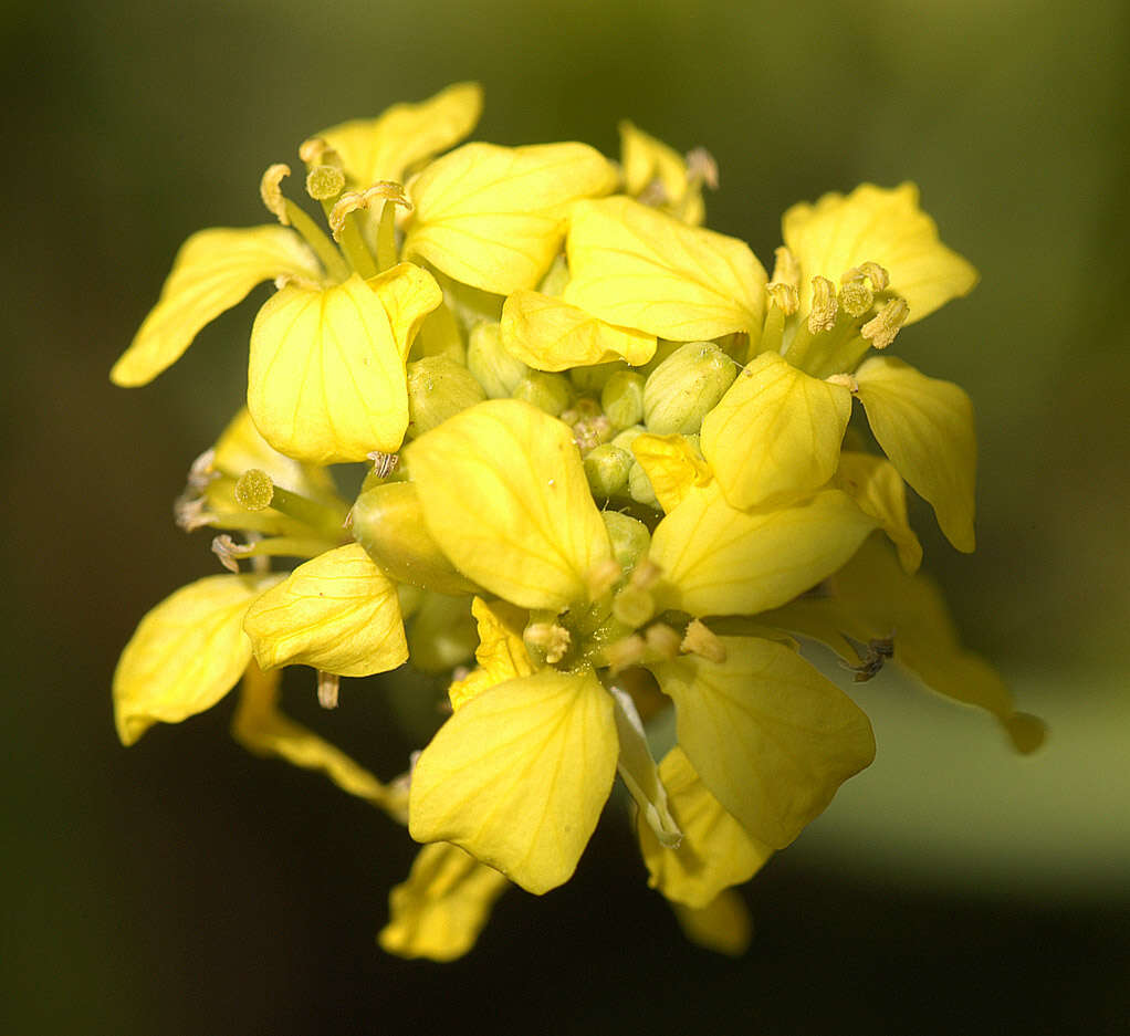 Image of black mustard