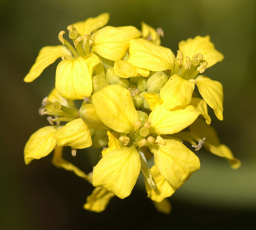 Image of black mustard