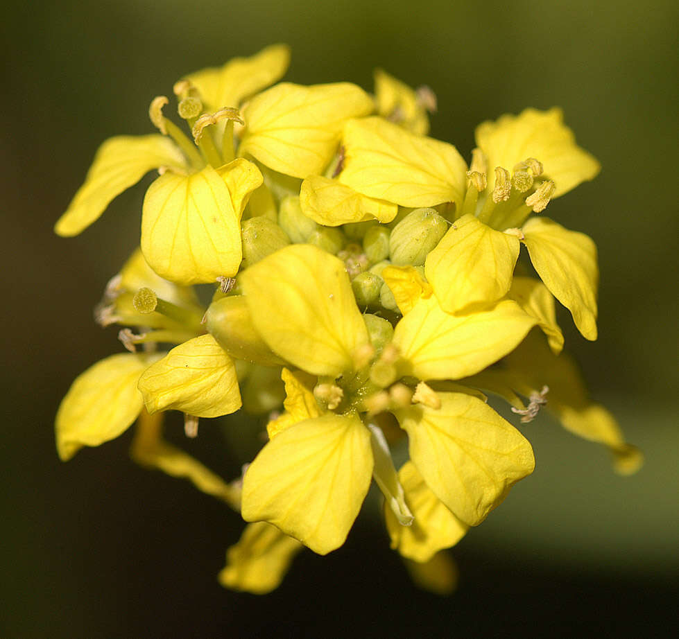 Image of black mustard