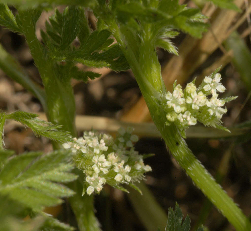 Torilis nodosa (L.) Gaertner resmi