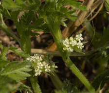 Torilis nodosa (L.) Gaertner resmi