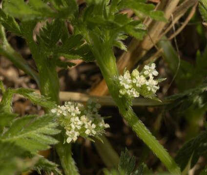 Torilis nodosa (L.) Gaertner resmi