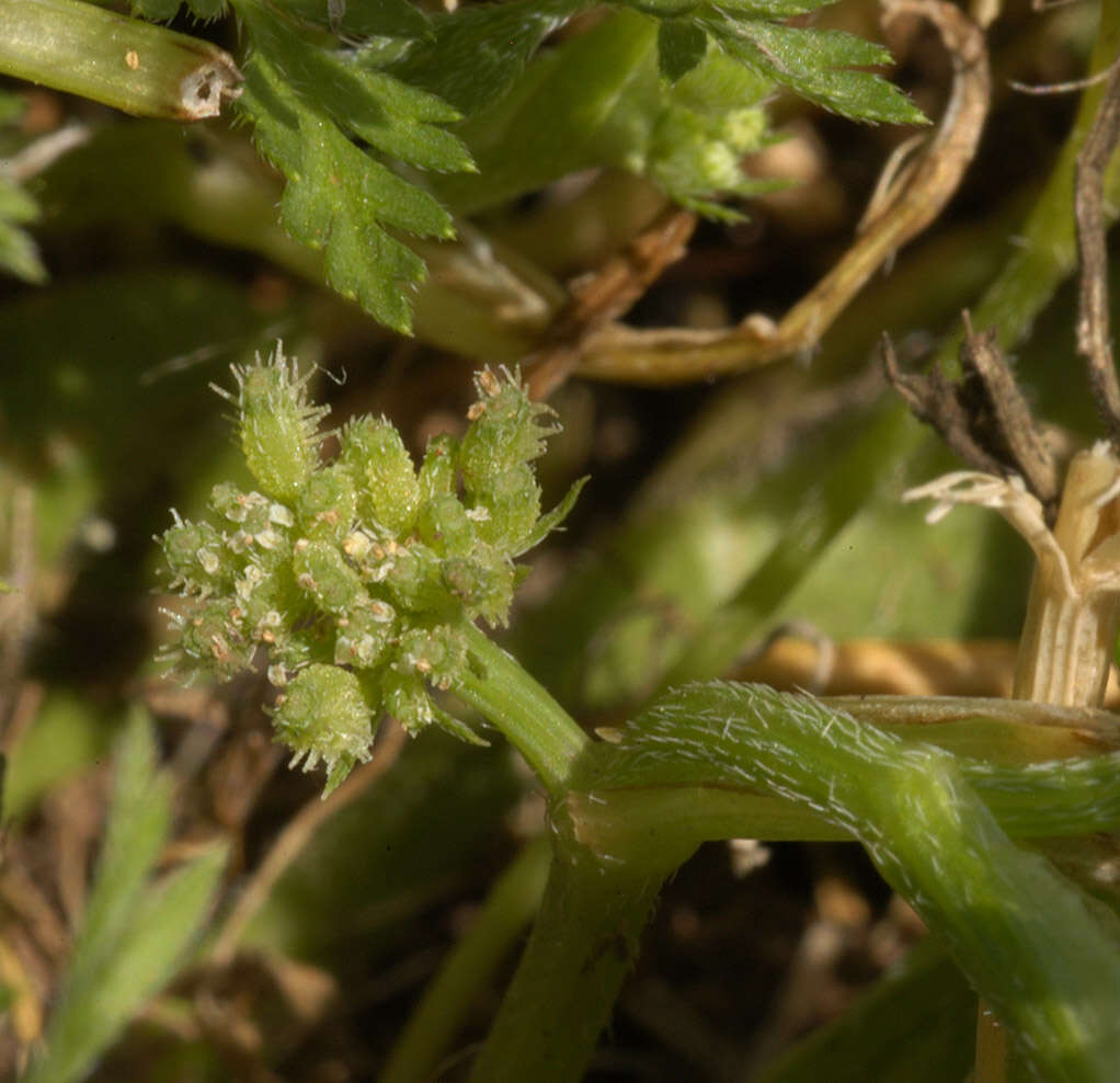 Torilis nodosa (L.) Gaertner resmi