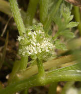 Torilis nodosa (L.) Gaertner resmi