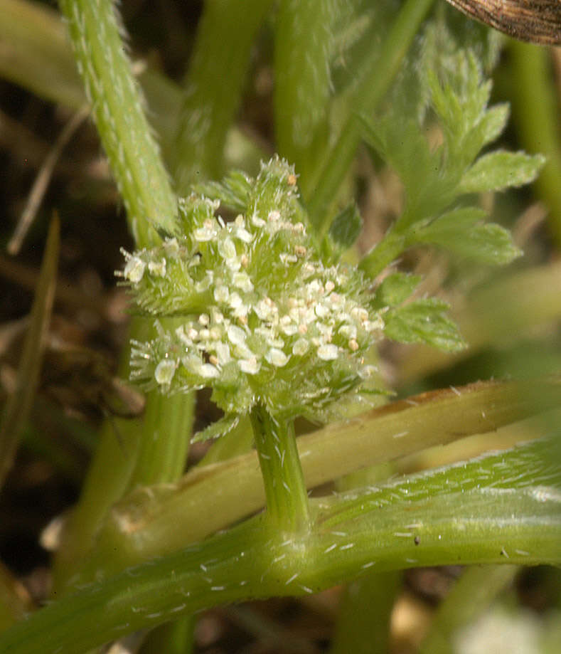 Imagem de Torilis nodosa (L.) Gaertner