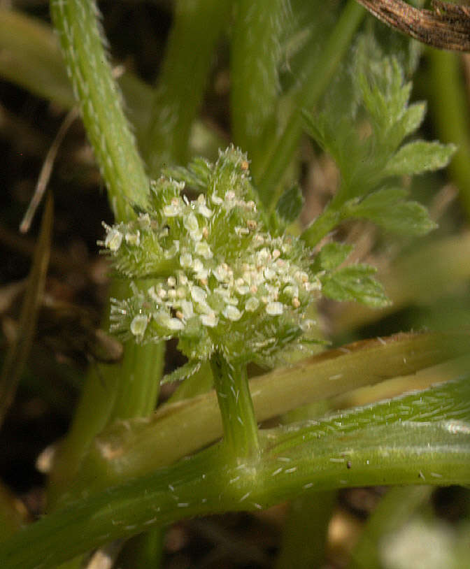 Torilis nodosa (L.) Gaertner resmi