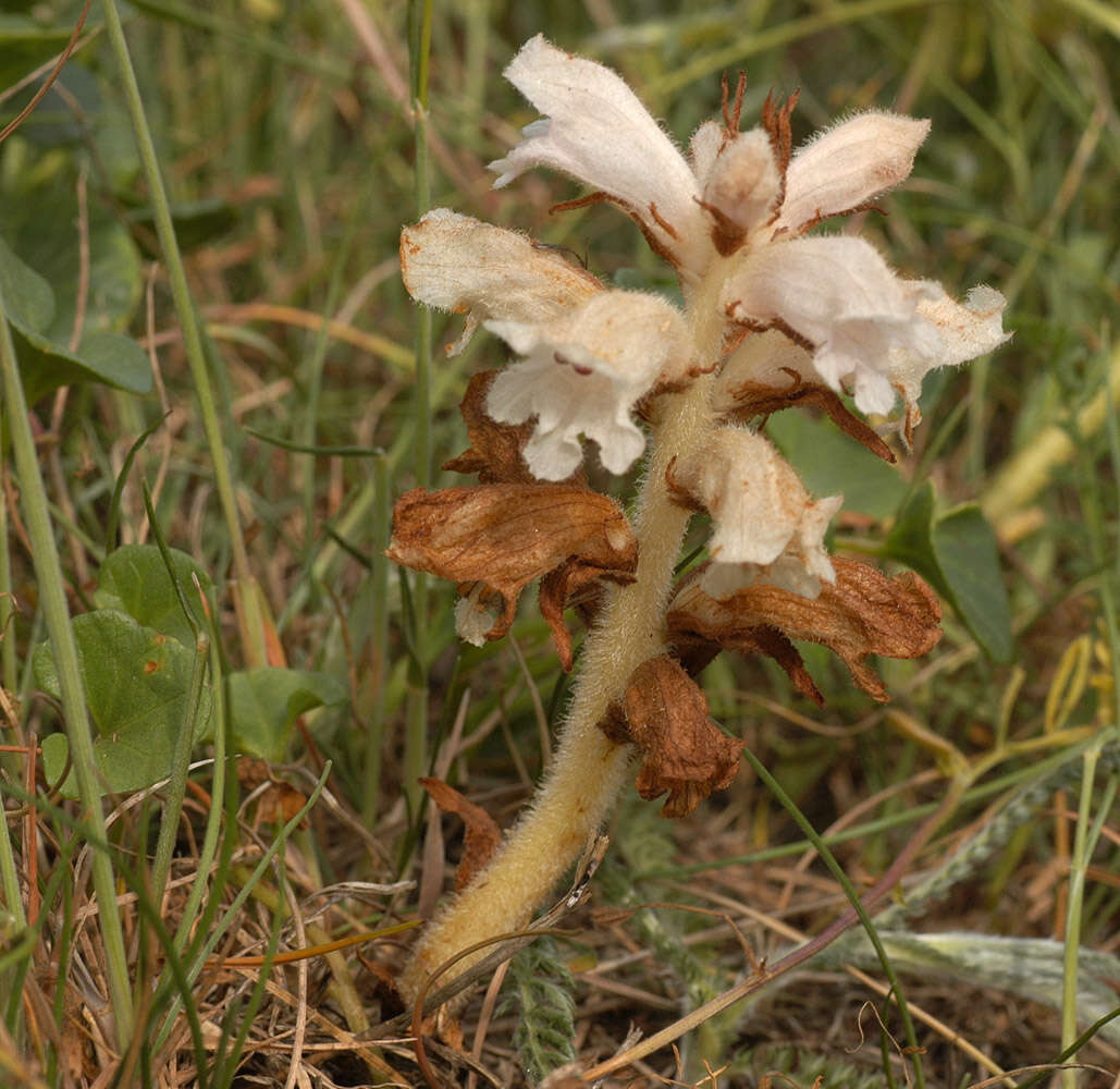 Image of bedstraw broomrape