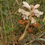 Image of bedstraw broomrape