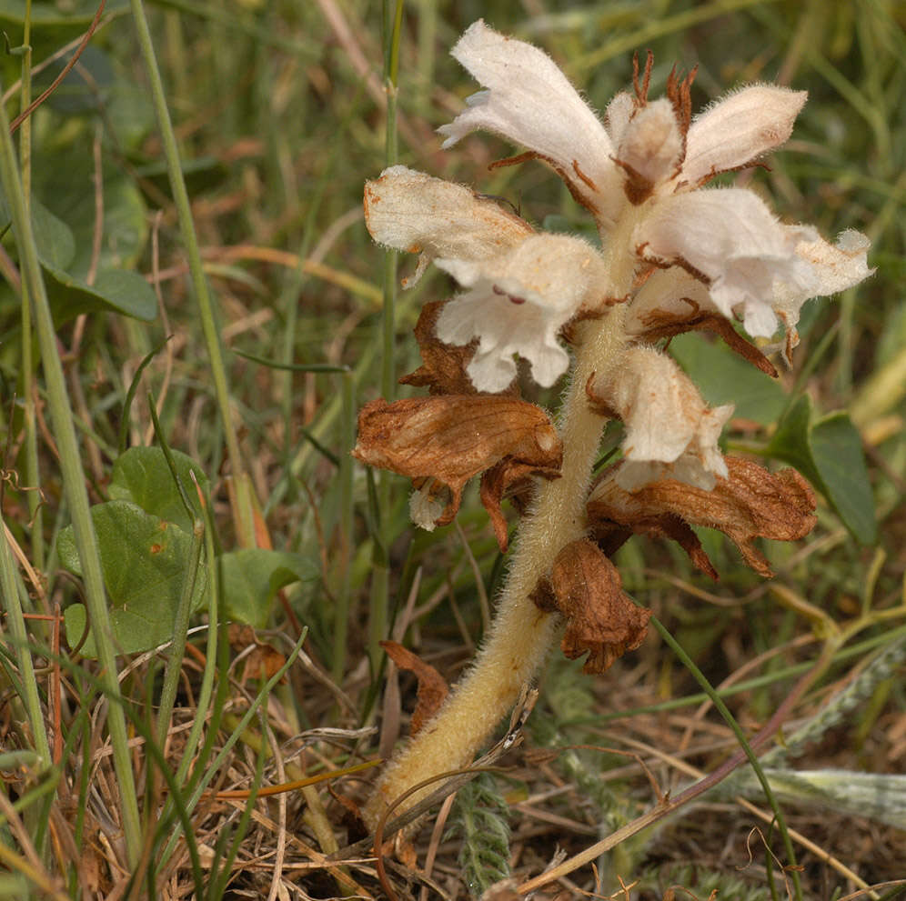 Image of bedstraw broomrape