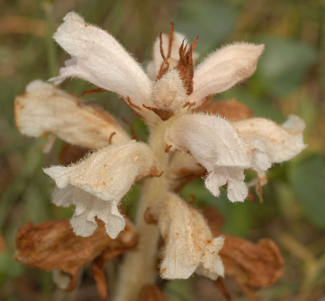 Image of bedstraw broomrape