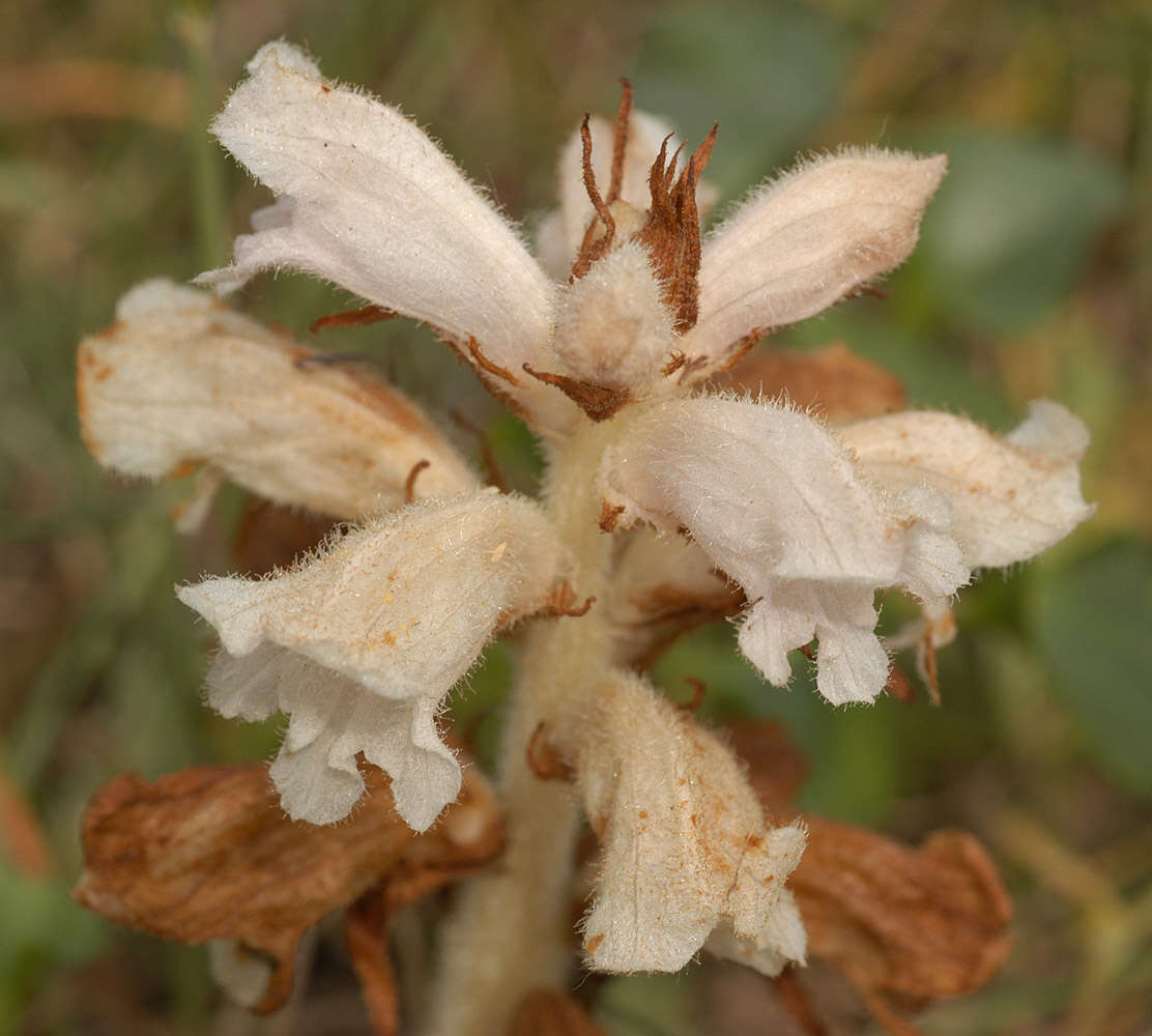 Image of bedstraw broomrape