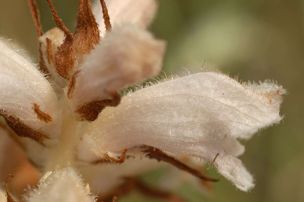 Image of bedstraw broomrape