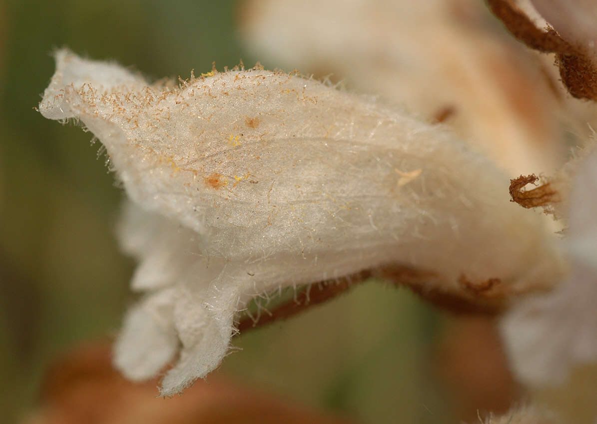 Image of bedstraw broomrape