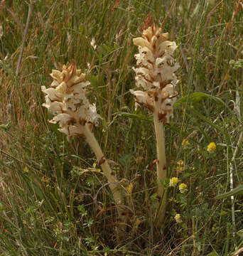 Image of bedstraw broomrape